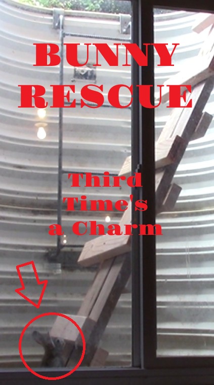 Bunny Rescue